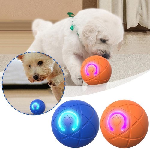 Smart dog puppy - puppy, bouncing