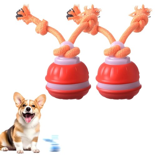 Smart dog puppy bouncing - puppy,