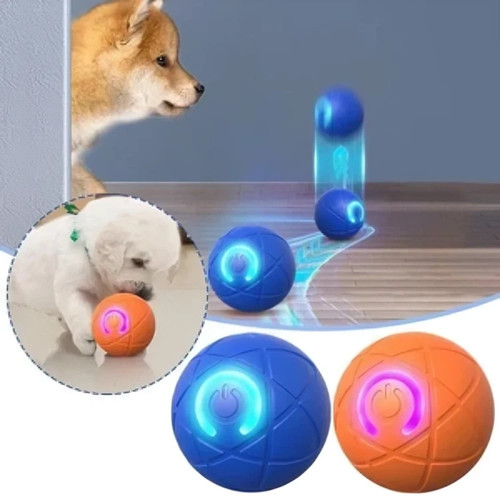 Smart dog puppy bouncing - puppy, toy